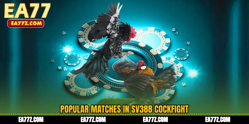 Popular Matches in SV388 Cockfight