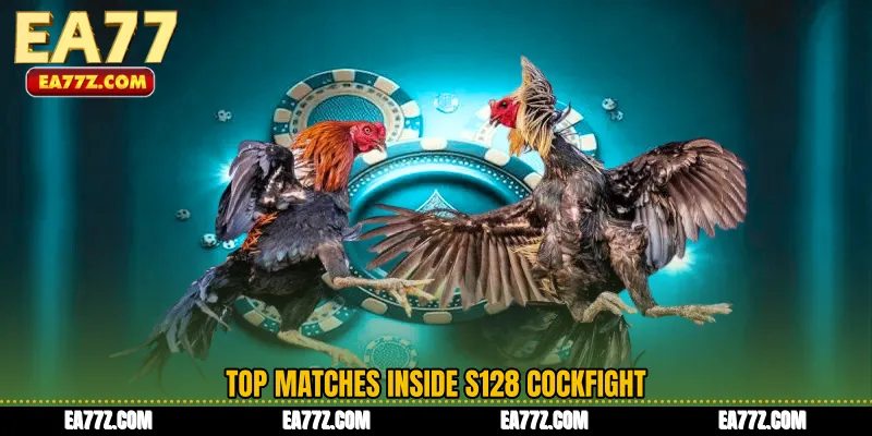Top Matches Inside S128 Cockfight