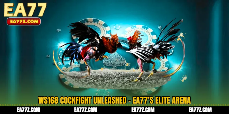 WS168 Cockfight Unleashed - EA77’s Elite Arena